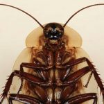 Scarafaggi zombie ed altri racconti di parassiti