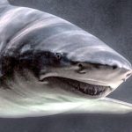 I 7 migliori film di squali di sempre