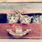 Gira l'Australia in pulmino con il suo gatto