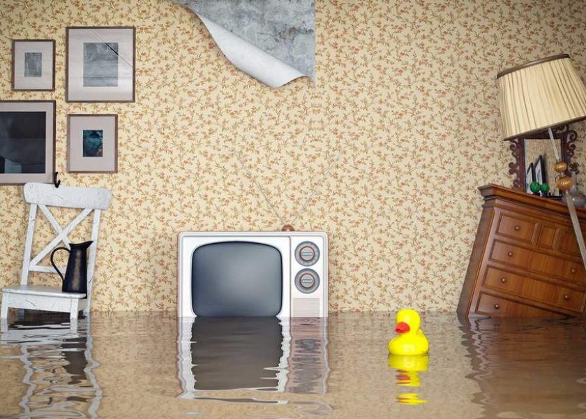 life of the yellow duck