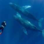 Perché dovrebbe importarti delle carcasse di balena?