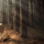 Perché visitare il bus di "Into the Wild" è pericoloso?