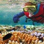 L'affascinante vita segreta delle vongole giganti