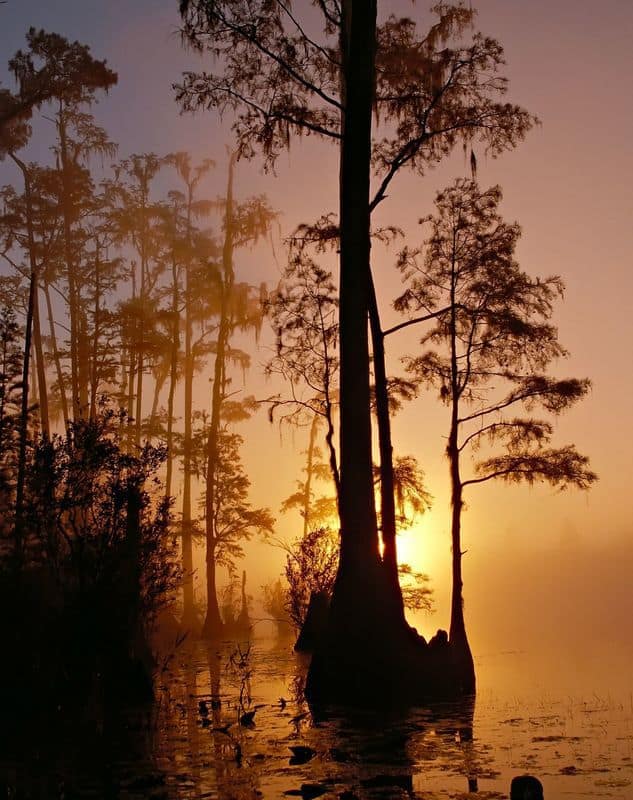 okefenokee-swamp-86611_1920