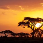 Testi di canzoni per imparare l'inglese: ascolta Africa dei Toto!