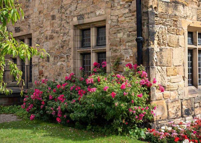 nomi di fiori in inglese