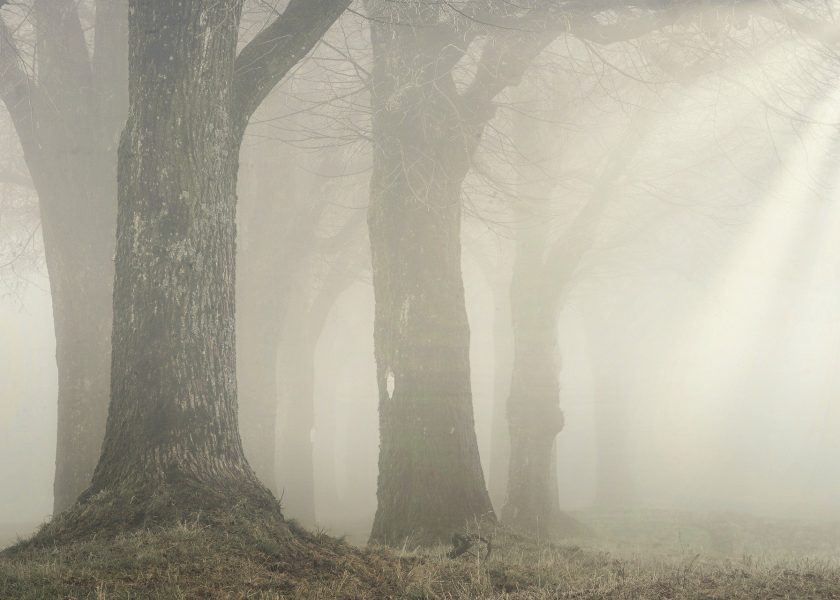 forest-ga55ad4264_1920