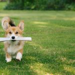 Che differenza c'è tra bring e fetch?