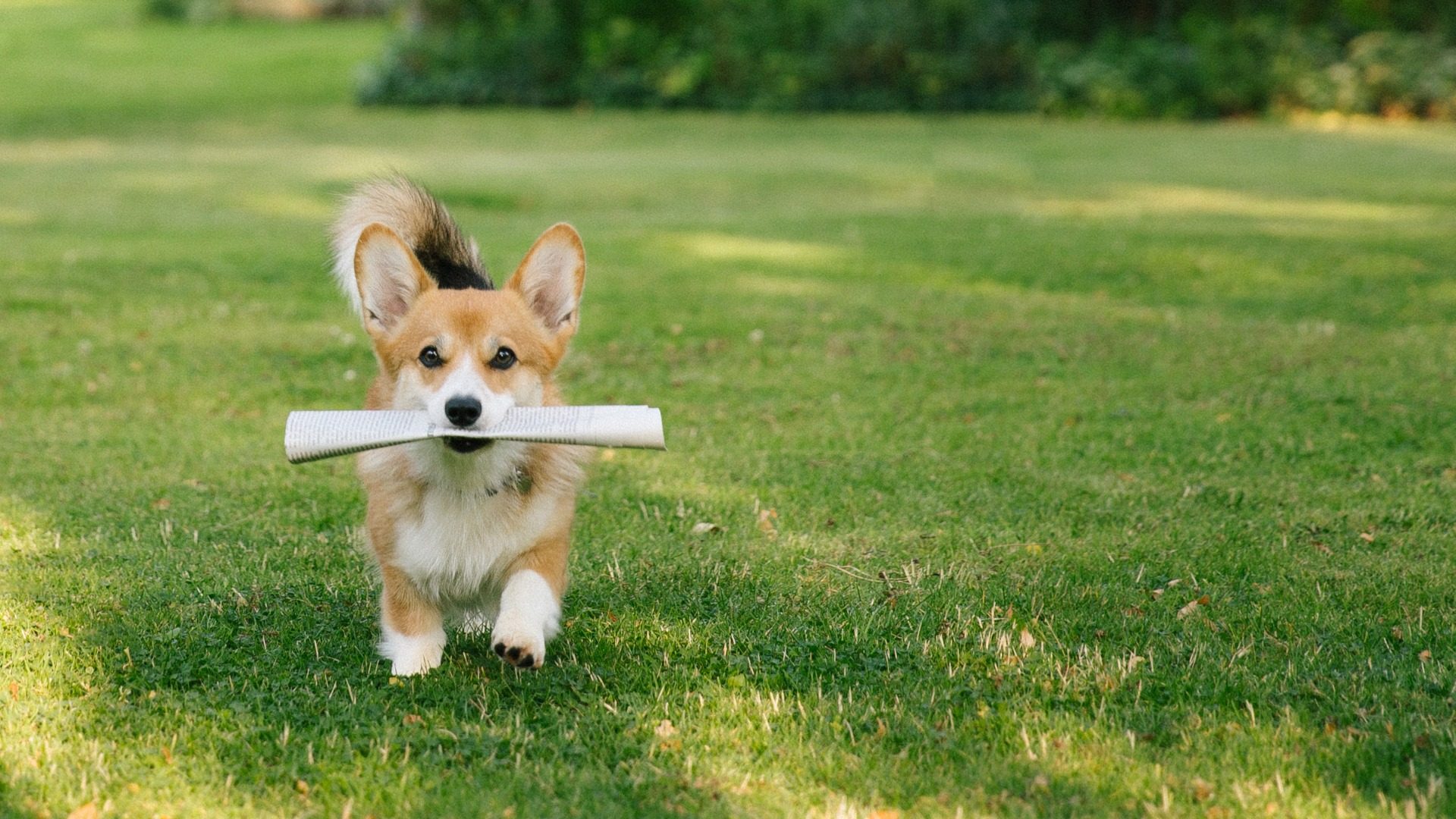 bring e fetch differenza